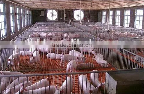 250mm PE Film Covered Single-Span Greenhouse For Cow/Pig Growing photo-3