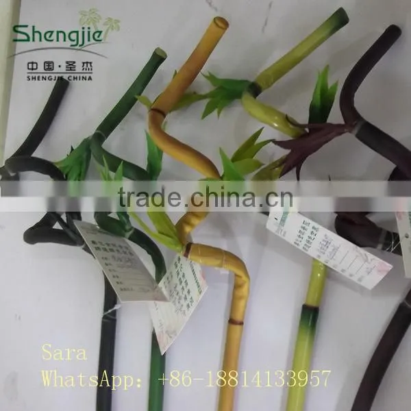 Indoor Foliage, Dracaena Sanderiana,Lucky Bamboo photo-4