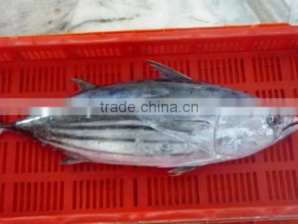 Frozen Skipjack Tuna photo-2
