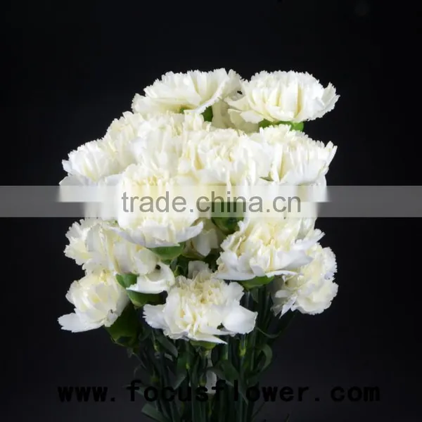 Fragrant Aroma Crazy Selling Anthurium Flowers Flower Pots Wholesale Snow White for Wedding Decoration From Kunming photo-3