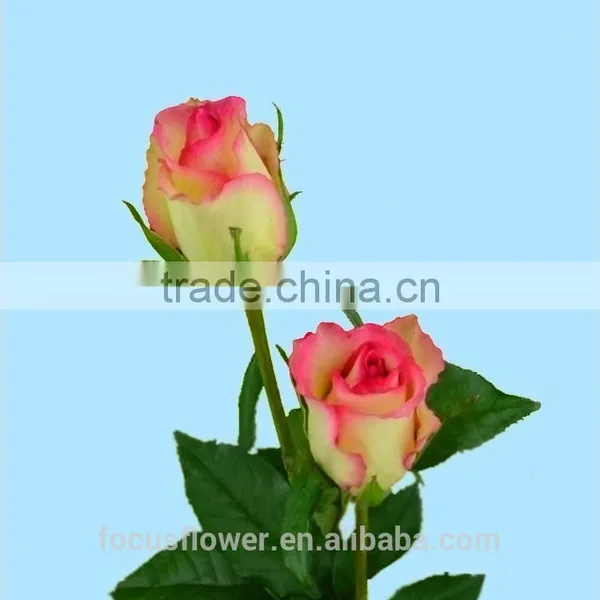 High Quality Red Velvet Fresh Cut Foliage Glass Love Roses Hopeshow With 20stems/bundle From Kunmming photo-2