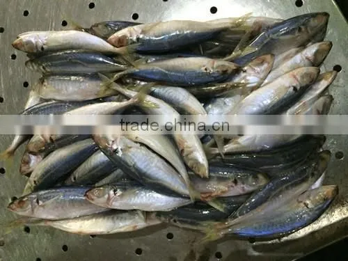 Frozen Mackerel Fish Equus Lacertus With Size 90 - 110 g / Pcs photo-5