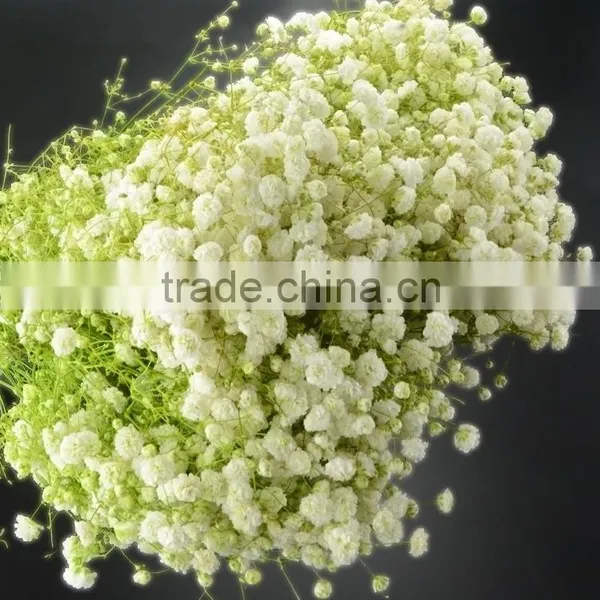 Best Quality Stylish New Product Flower Fresh Gypsophila photo-5