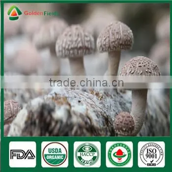 Wholesale Supplier of Organic Fresh Dry Edibal Raw Mushroom Lentinula Edodes Cultivation Growing Kit Log Spawn photo-4