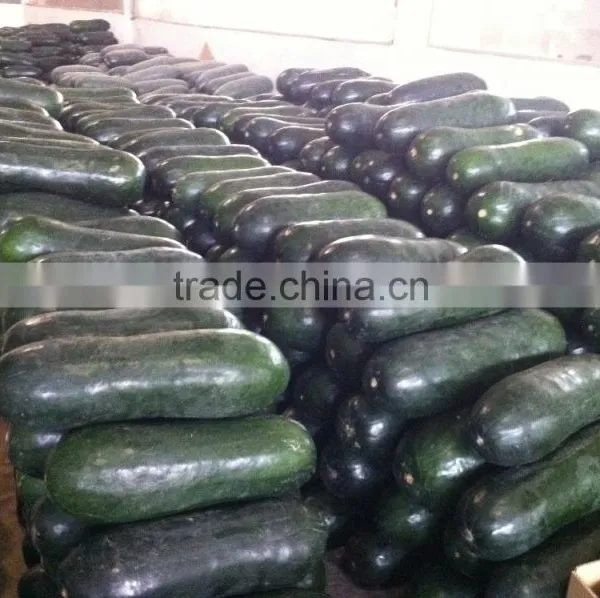 Chinese Fresh Winter Melon Fresh Wax Gourd Export photo-6