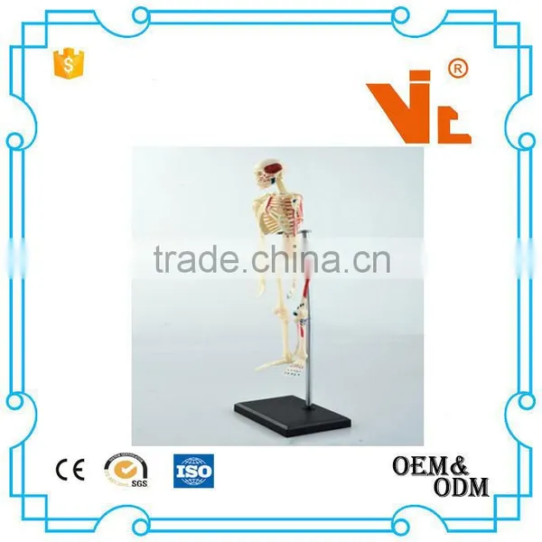 V-HM01 4D MASTER Artificial Human Bone Structure Model photo-3