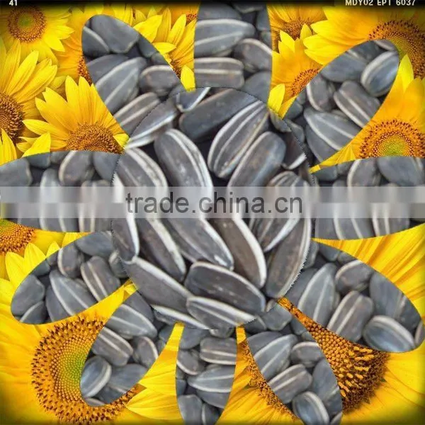 Wholesale Sunflower Seeds 5009 for Human Consumption photo-2