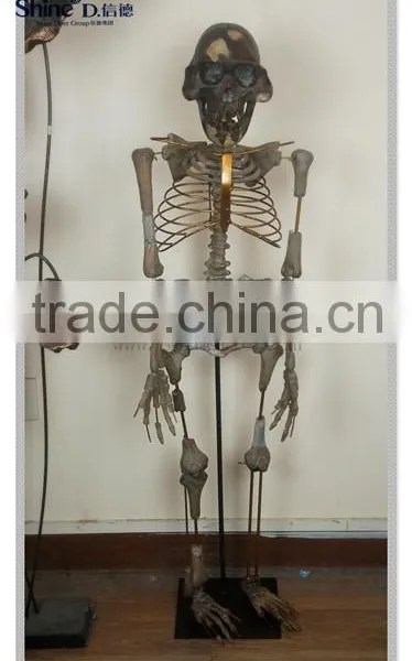 Polyresin Sculpture Human Body Skeleton With Metal Stand Model Display