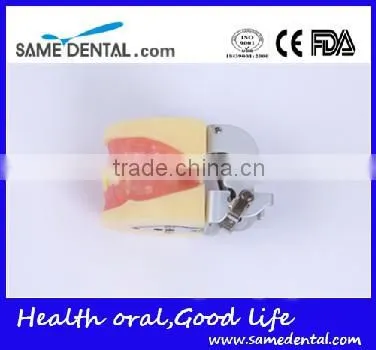 Dental Extraction Model School Teaching Model Teeth Model photo-4
