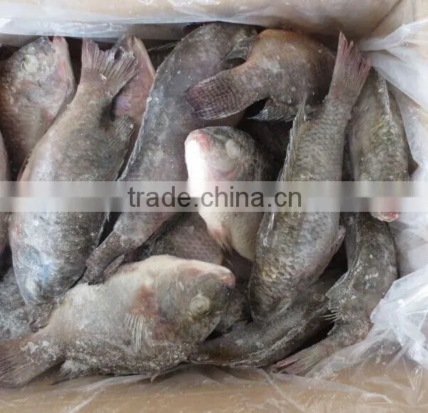 Frozen Tilapia Whole Round Fish photo-2