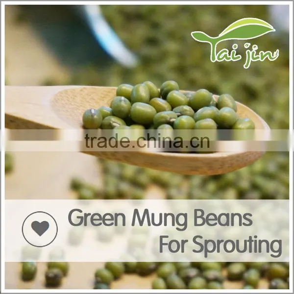 98% UP Sprouting Rate Big Size Green Mung Beans For Sprouting photo-3