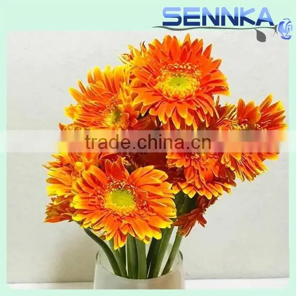 Savanna Gerbera Ceremony Fresh Cut Flowers Fresh Cut Gerbera photo-3