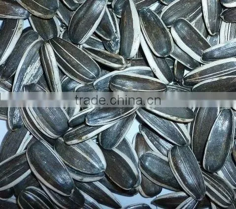 Chinese Sunflower Seed 5009