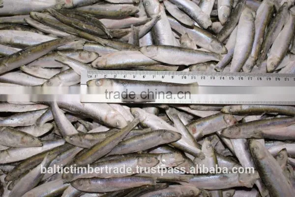 IQF Frozen Sprats, Frozen Anchovy Fish
