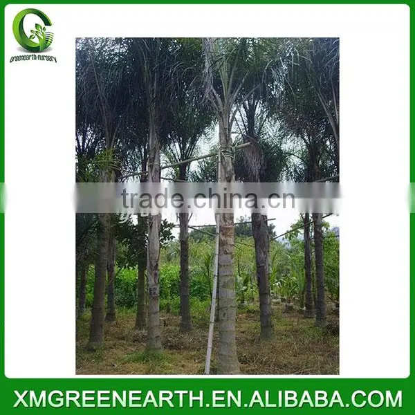 Syagrus Romanzoffiana Palms (2) photo-2