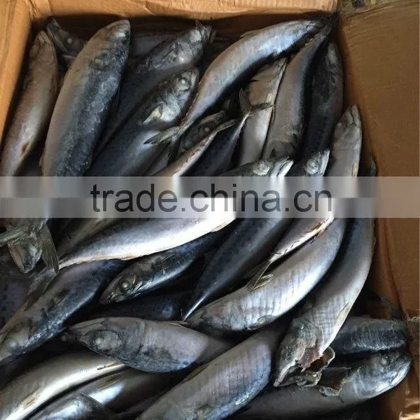 Good Quality Pacific Mackerel on Sale photo-3
