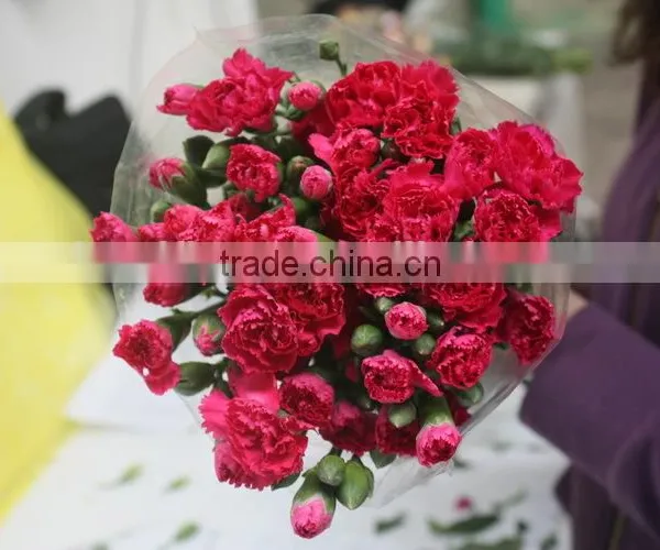 Reasonable Price Top Sell Factory Flower Carnation photo-4