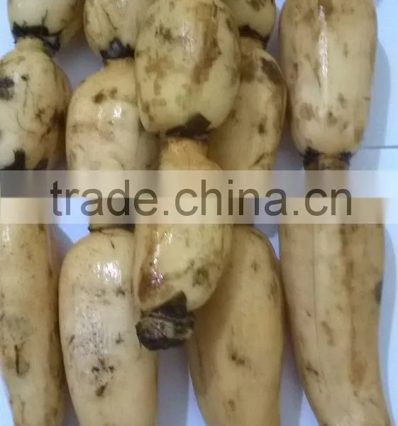 FRESH LOTUS ROOT WITH BEST PRICE AND GOOD QUANLITY photo-4