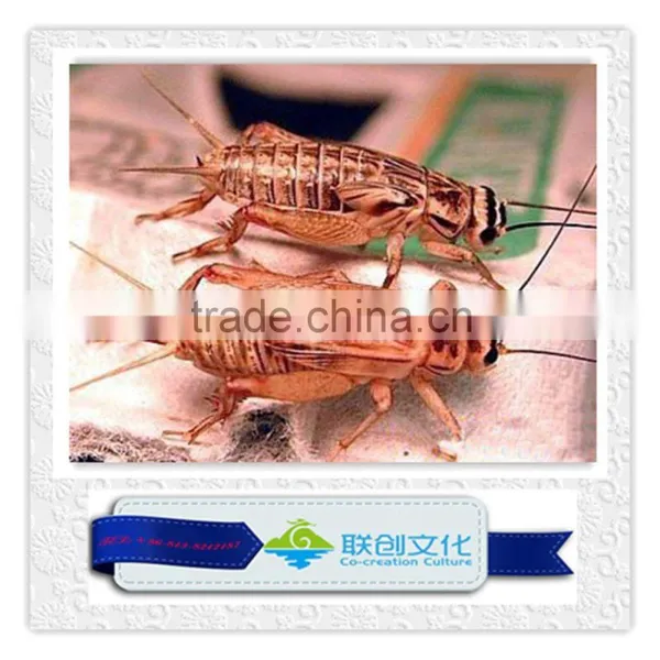 Life Size Simulation Mantis and Other Insects photo-5