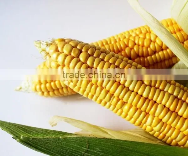 Good Taste Canned Sweet Corn A9/A10 for Europe Market photo-2