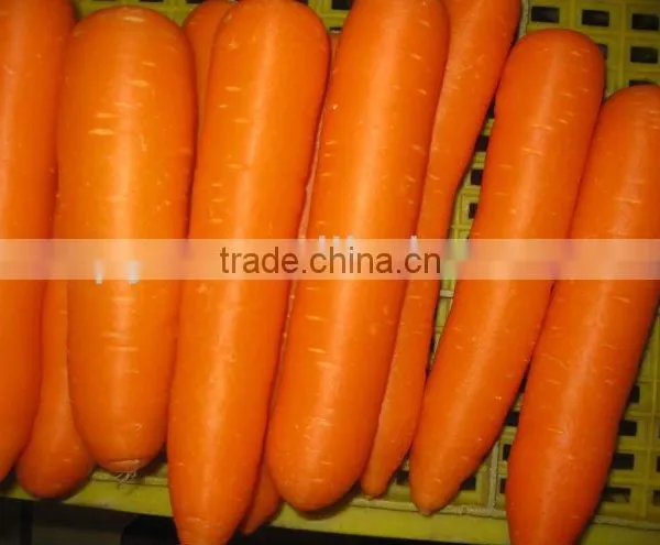 Hot-sell Fresh Carrot photo-2