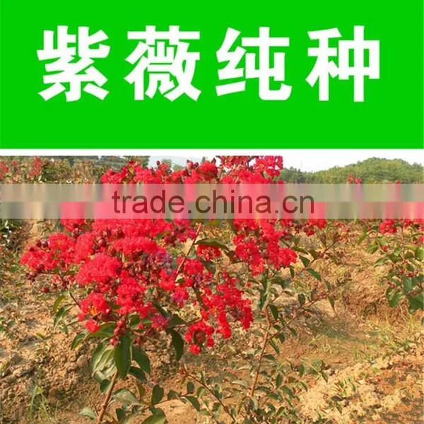 Heirloom Lagerstroemia Crape Myrtlette Crepe Myrtle Dwarf Shrubs Bonsai Red Bulk Seeds photo-2