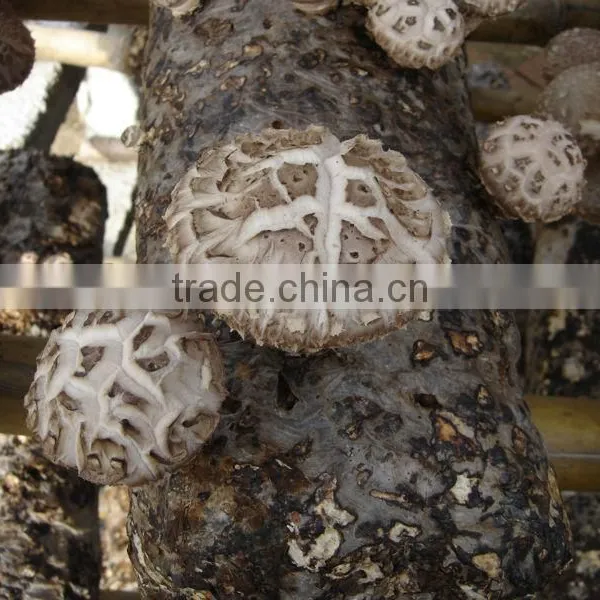 Dried Flower Mushroom Brown photo-3