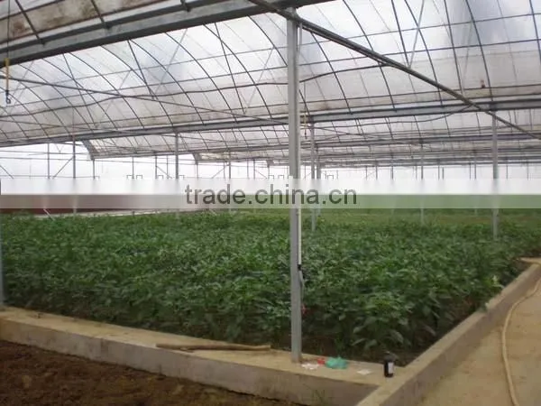 50*8m/100*8m Agricultural Plastic Tunnel Greenhouse photo-6