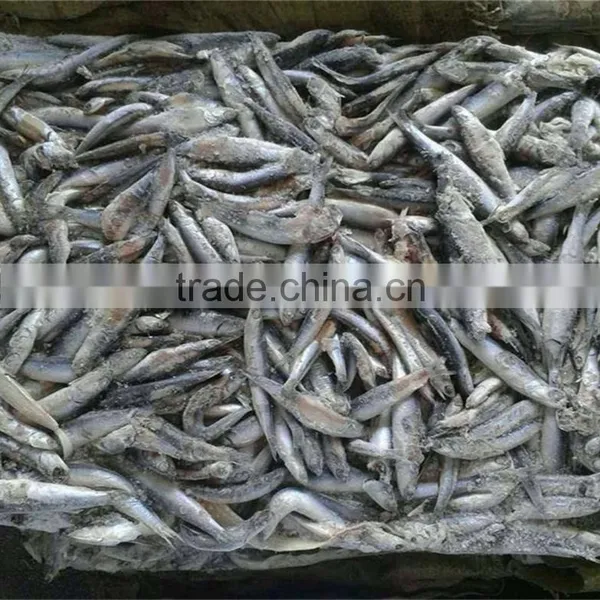 Good Quality Frozen Whole Anchovy for Sale photo-6