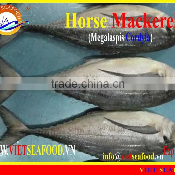 FROZEN W/R HORSE MACKEREL photo-4