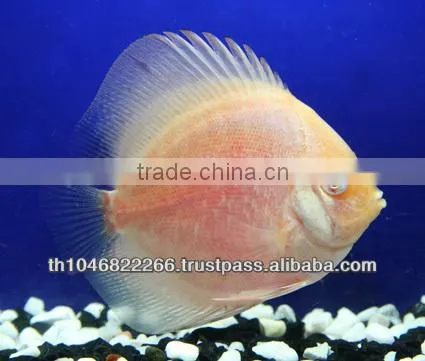 Discus Fish Farm for Sale and Export photo-6