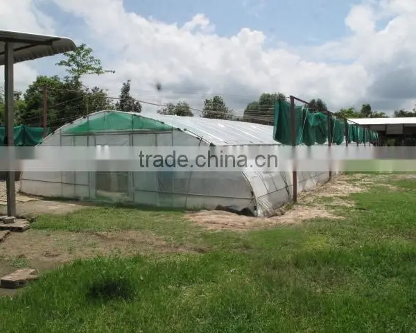 Single Span Commercial Greenhouse for Flowers and Vegetables photo-6