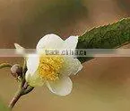 Wild Camellia Basic Oil