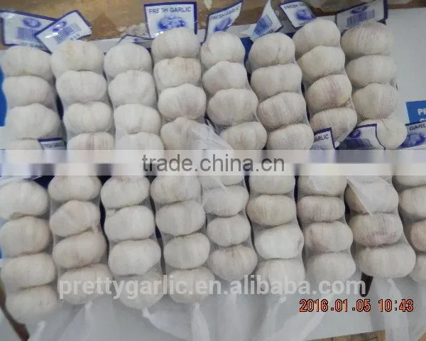 GARLIC photo-6