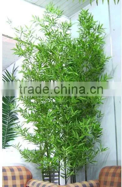 Lucky Bamboos