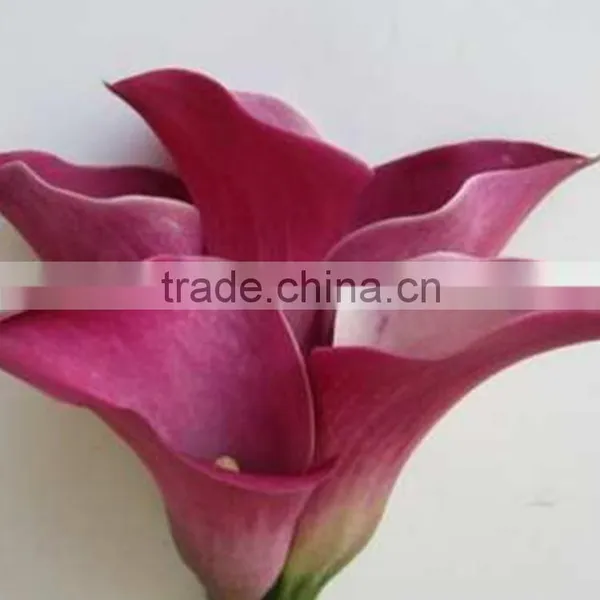 High Grade New Coming Decoration Calla Lily Flower photo-4