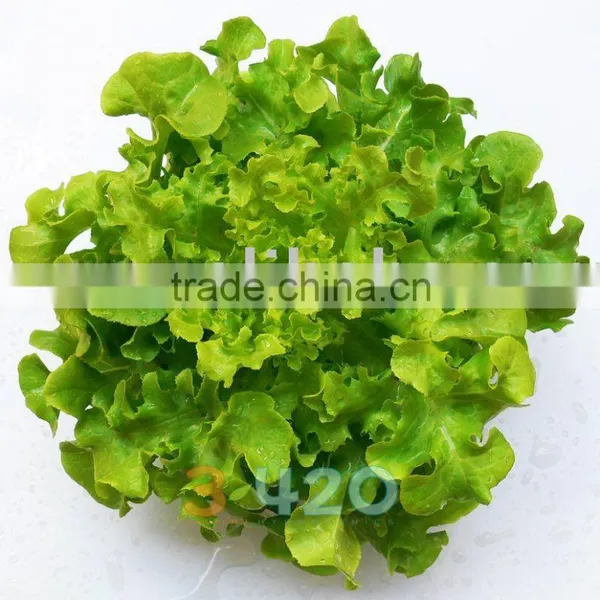 Lettuce - Green Oak