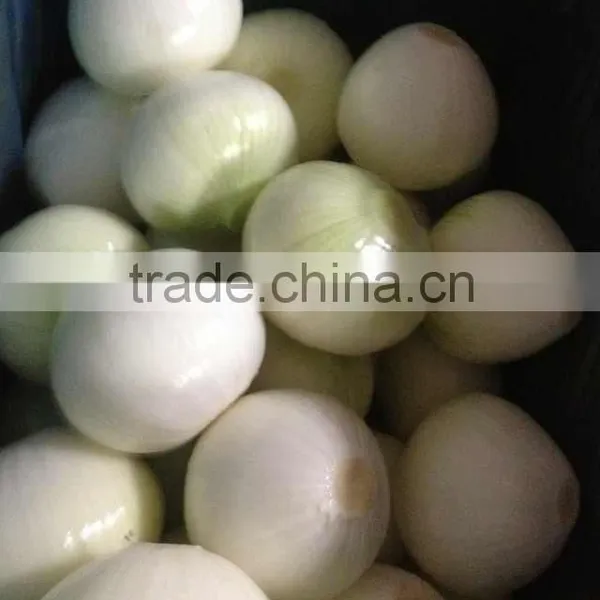20kg Fresh Onion