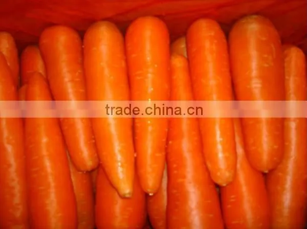 Chines Bulk Fresh Carrots Fresh Carrot Price photo-2