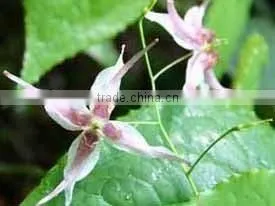 Epimedium Extract Sex Function
