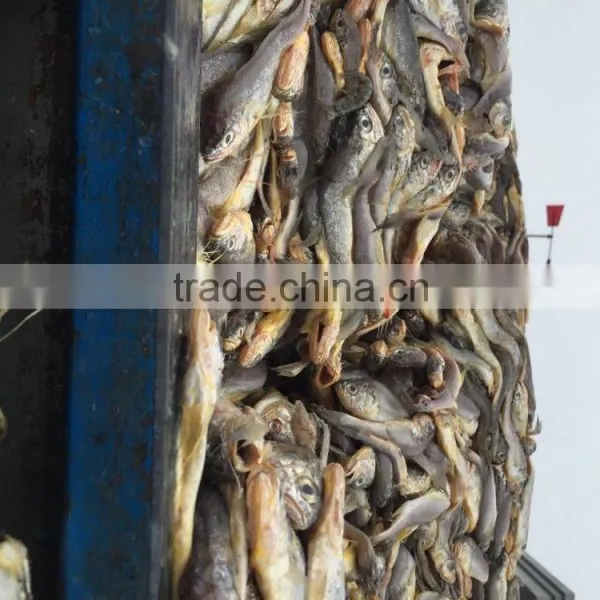 Marine Fresh Seafood Fish Yellow Croaker photo-3