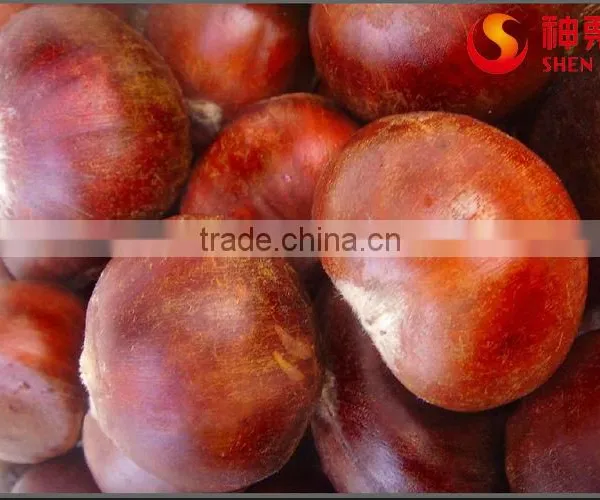 Hot Selling Big Size Chinese Chestnuts--Tai an Chestnuts photo-5