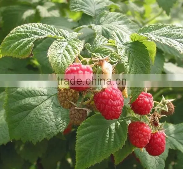 New Crop Iqf Raspberry photo-5