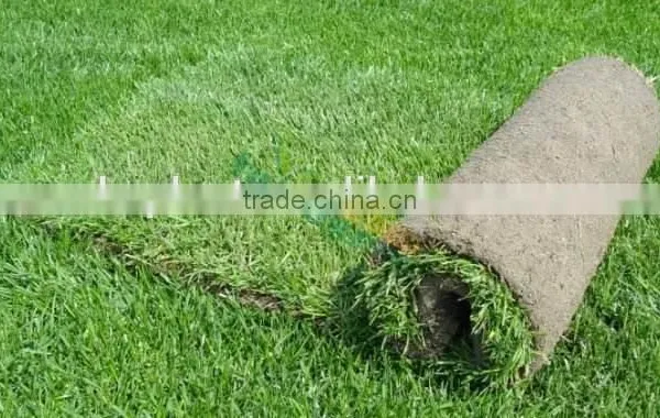 Hot Sale Sport Turfed Artificial Field Grass photo-2