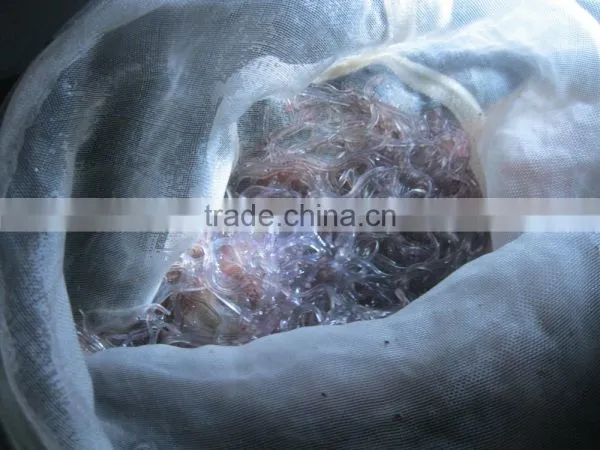 Glass Eel photo-3