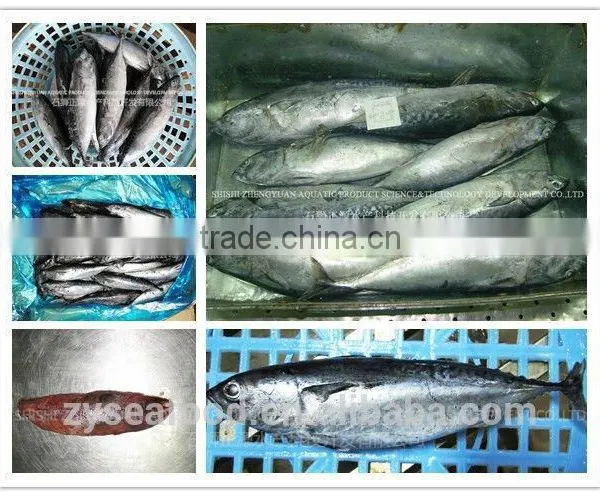 Frozen Bonito/Tuna Fish photo-2