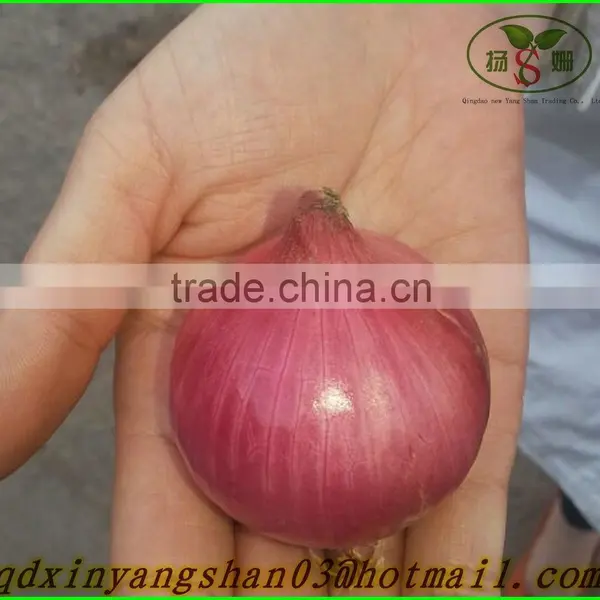 Red Dried Fresh Onion /Fresh Onion/red Onion photo-3