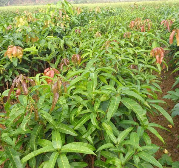 Japan Mango Trees With Grafting Mango Fruit Trees photo-3
