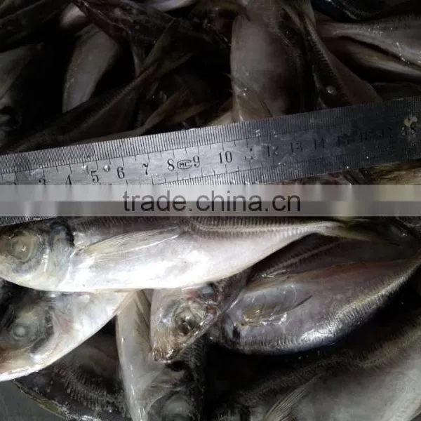 Frozen Horse Mackerel photo-2