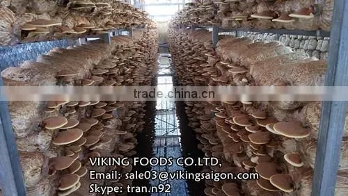 DRIED GANODERMA/LUCIDUM/REISHI/LINGZHI MUSHROOM photo-3